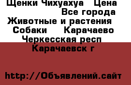 Щенки Чихуахуа › Цена ­ 12000-15000 - Все города Животные и растения » Собаки   . Карачаево-Черкесская респ.,Карачаевск г.